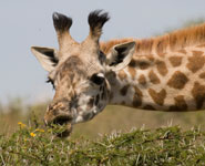 Nairobi National Park