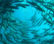 Kuwait - diving at the splendid coral reefs